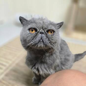 Phoenix -  Exotic Shorthair Cat for Adoption in Huntsville, Alabama - Phoenix | PetCurious