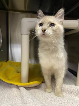 Dolly Parton -  Siamese Cat for Adoption in Chico, California - Dolly Parton | PetCurious