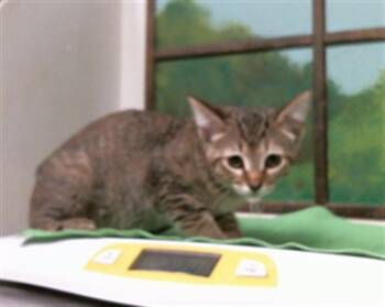 RUBY -  Domestic Short Hair Cat for Adoption in Houston, Texas - RUBY | PetCurious