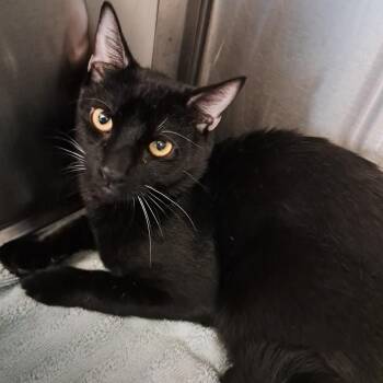 Leo -  Domestic Short Hair Cat for Adoption in Concord, New Hampshire - Leo | PetCurious