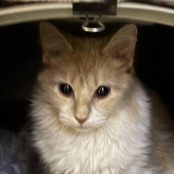 Domestic Long Hair Cats Available for Adoption - Leah | PetCurious