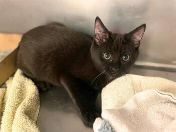 Rescue Domestic Short Hair Cats for Adoption in Fort Wayne, Indiana - LUNA | PetCurious