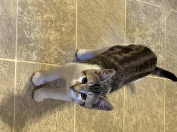 Olivia -  Domestic Short Hair Cat for Adoption in East Providence, Rhode Island - Olivia | PetCurious