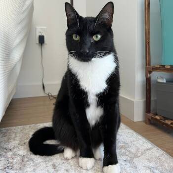 Rescue Domestic Short Hair Cats for Adoption - Sammie | PetCurious