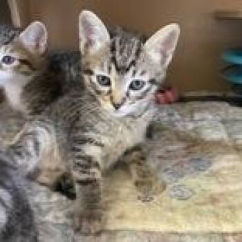 Mint -  Domestic Short Hair Cat for Adoption in Flagstaff, Arizona - Mint | PetCurious