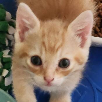 Domestic Short Hair Cats Available for Adoption - Toulouse | PetCurious