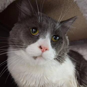 Rafter -  Domestic Medium Hair Cat for Adoption in Middlebury, Vermont - Rafter | PetCurious