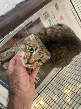 Domestic Short Hair Cats Available for Adoption in San Antonio, Texas - PERSEPHONE | PetCurious