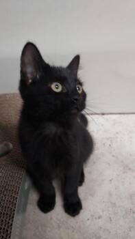Marcus -  Domestic Short Hair Cat for Adoption in Millcreek, Utah - Marcus | PetCurious