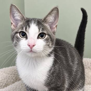 Chauncey -  Domestic Short Hair Cat for Adoption in Pontiac, Michigan - Chauncey | PetCurious