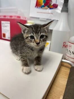 Rescue Domestic Short Hair Cats for Adoption in El Paso, Texas - Roxanne | PetCurious