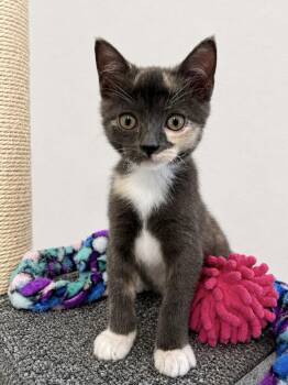 Fiona -  Domestic Short Hair and Tortoiseshell Cat for Adoption in Plano, Texas - Fiona | PetCurious