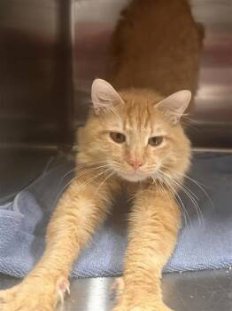 Apricot -  Domestic Short Hair Cat for Adoption in West Chester, Pennsylvania - Apricot | PetCurious