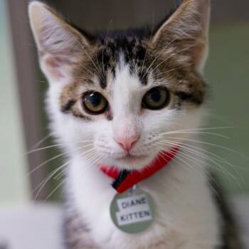 Diane Kitten -  Domestic Short Hair Cat for Adoption in Hot Springs, Arkansas - Diane Kitten | PetCurious