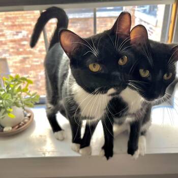 American Shorthair Cats Available for Adoption in New York, New York - Cedar And Cypress ~ Best Brothers! | PetCurious