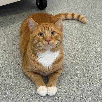 Quesadilla -  Domestic Short Hair Cat for Adoption in Wheeling, Illinois - Quesadilla | PetCurious