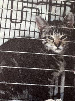 Domestic Short Hair Cats Available for Adoption in New Windsor, New York - Jalapeno | PetCurious