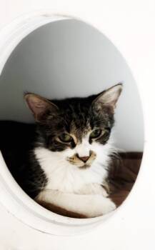 Rescue Domestic Medium Hair Cats for Adoption in Crown Point, Indiana - Ratchet | PetCurious
