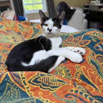 Rescue Tuxedo Cats for Adoption in Wanaque, New Jersey - Meadow | PetCurious