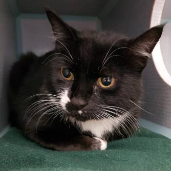 Domestic Medium Hair Cats Available for Adoption in Pittsburgh, Pennsylvania - Heidi | PetCurious