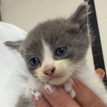 Domestic Short Hair Cats Available for Adoption in Lake Jackson, Texas - Munchkin | PetCurious