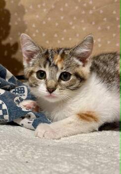 Josie -  Domestic Short Hair Cat for Adoption in Groveland, Massachusetts - Josie | PetCurious