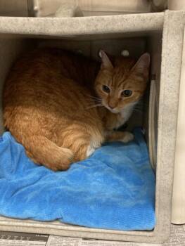 Domestic Short Hair Cats Available for Adoption - JOSH | PetCurious