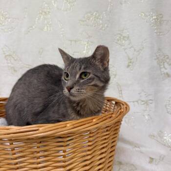 Lucy -  Domestic Short Hair Cat for Adoption in Riverwoods, Illinois - Lucy | PetCurious