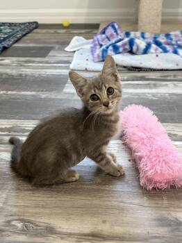 Lisa -  Domestic Short Hair Cat for Adoption in Ruskin, Florida - Lisa | PetCurious