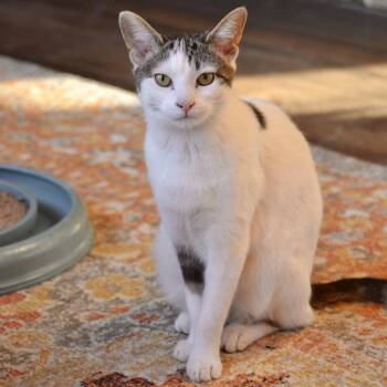 Domestic Short Hair Cats Available for Adoption - Kirby  | PetCurious