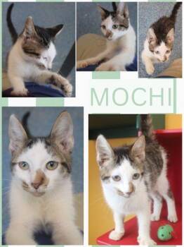 MOCHI -  American Shorthair and Domestic Short Hair Cat for Adoption in Kenansville, North Carolina - MOCHI | PetCurious