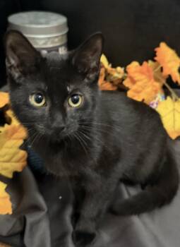 Tammy -  Domestic Short Hair Cat for Adoption in Fayetteville, Georgia - Tammy | PetCurious