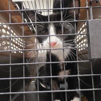 SSNC-Wildlife-72_2_3_4 -  Domestic Short Hair Cat for Adoption in Canton, North Carolina - SSNC-Wildlife-72_2_3_4 | PetCurious