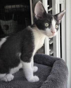 Moscow Mule -  Domestic Short Hair Cat for Adoption in Magnolia, Texas - Moscow Mule | PetCurious