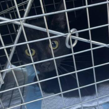 Domestic Short Hair Cats Available for Adoption in Aspinwall, Pennsylvania - Ravage | PetCurious