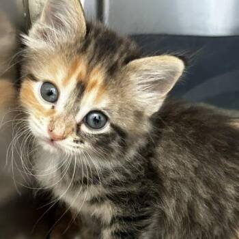 Galaxy -  American Shorthair Cat for Adoption in Poplar Bluff, Missouri - Galaxy | PetCurious