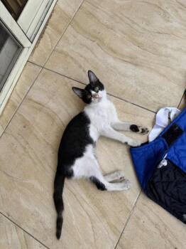 Rescue Calico Cats for Adoption in Brampton, Ontario - Many Kittens For Adoptions! | PetCurious