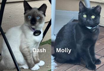 Rescue Siamese Cats for Adoption in Los Altos, California - Molly & Dash - Bonded Kitten Pair | PetCurious