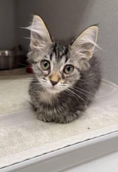 -Fergie -  Tabby and Domestic Short Hair Cat for Adoption in Red Bluff, California - -Fergie | PetCurious