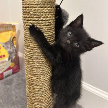Bear Claw -  Domestic Short Hair Cat Available for Adoption in Evanston, Illinois - Bear Claw | PetCurious