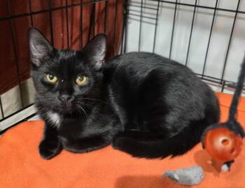 Rescue Domestic Short Hair Cats for Adoption in Terrebonne, Quebec - Ebène | PetCurious