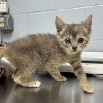 Appa -  Domestic Short Hair Cat for Adoption in Indianapolis, Indiana - Appa | PetCurious