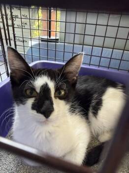 Milo -  Domestic Short Hair Cat for Adoption in Danville, California - Milo | PetCurious