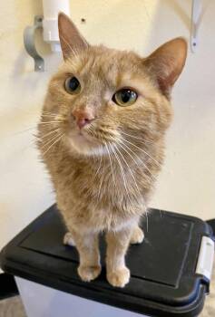 Domestic Short Hair and Tabby Cats Available for Adoption in Fargo, North Dakota - Marmalade | PetCurious
