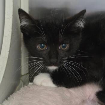 Earth Runner -  Domestic Short Hair Cat for Adoption in Chatham, Virginia - Earth Runner | PetCurious