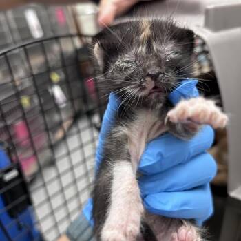 Daisy -  Domestic Short Hair Cat for Adoption in Leander, Texas - Daisy | PetCurious