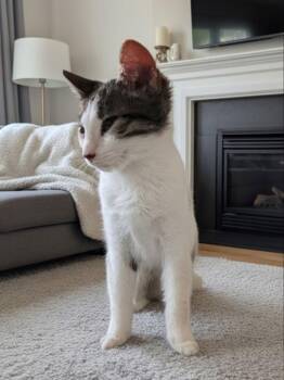 Domestic Short Hair Cats Available for Adoption - White Ear | PetCurious