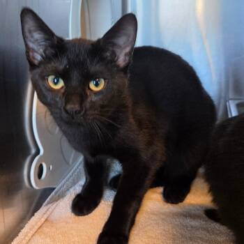 Yellowjacket -  Domestic Short Hair Cat for Adoption in Asheville, North Carolina - Yellowjacket | PetCurious