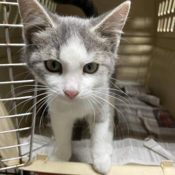 Rescue Domestic Short Hair Cats for Adoption in Spencer, Indiana - Sprinkle | PetCurious