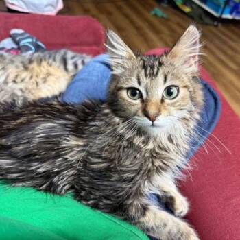 Domestic Medium Hair Cats Available for Adoption - *MISTER | PetCurious
